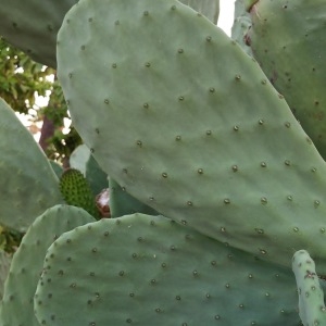 Photographie n°2102292 du taxon Opuntia ficus-indica (L.) Mill. [1768]