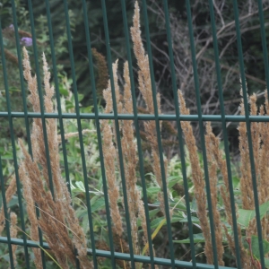 Photographie n°2102306 du taxon Calamagrostis epigejos (L.) Roth [1788]