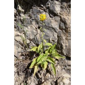 Senecio helenitis subsp. macrochaetus (Willk.) Brunerye (Séneçon à grosses soies)