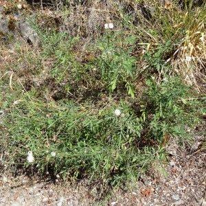 Photographie n°2102339 du taxon Cephalaria leucantha (L.) Schrad. ex Roem. & Schult. [1818]