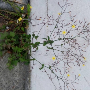 Photographie n°2102483 du taxon Lactuca muralis (L.) Gaertn. [1791]