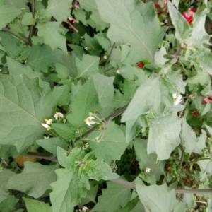 Photographie n°2102484 du taxon Solanum nigrum L. [1753]