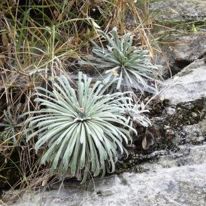 Photographie n°2102494 du taxon Saxifraga longifolia Lapeyr. [1801]