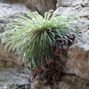 Photographie n°2102496 du taxon Saxifraga longifolia Lapeyr. [1801]