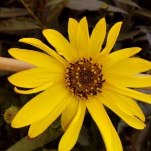 Photographie n°2102552 du taxon Helianthus annuus L. [1753]