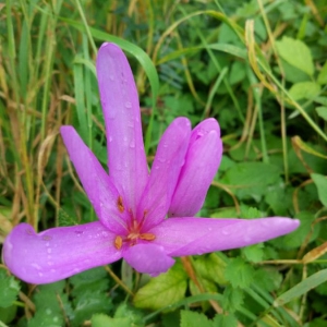 Photographie n°2102559 du taxon Colchicum autumnale L. [1753]