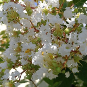 Photographie n°2102563 du taxon Lagerstroemia indica L. [1759]