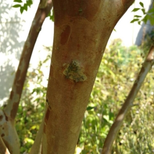 Photographie n°2102565 du taxon Lagerstroemia indica L. [1759]