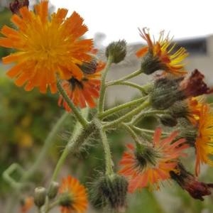 Photographie n°2102571 du taxon Pilosella aurantiaca (L.) F.W.Schultz & Sch.Bip. [1862]