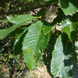 Photographie n°2102572 du taxon Castanea sativa Mill.