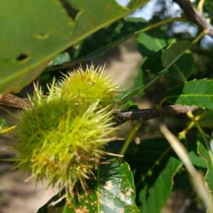 Photographie n°2102573 du taxon Castanea sativa Mill.