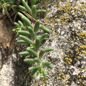 Photographie n°2102689 du taxon Sedum album L. [1753]