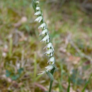 Photographie n°2102933 du taxon Spiranthes spiralis (L.) Chevall.