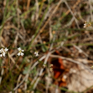 Photographie n°2102953 du taxon Asperula cynanchica L. [1753]