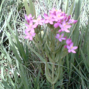 Photographie n°2103025 du taxon Centaurium Hill [1756]