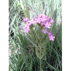 Centaurium sp.