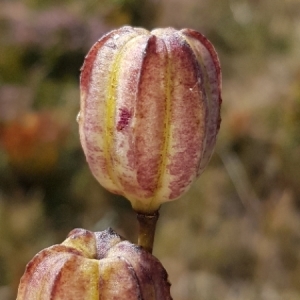 Photographie n°2103033 du taxon Lilium martagon L.