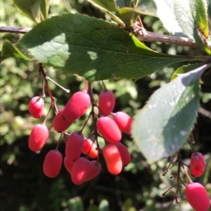 Photographie n°2103075 du taxon Berberis vulgaris L. [1753]