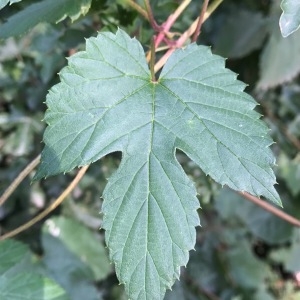 Photographie n°2103084 du taxon Humulus lupulus L. [1753]