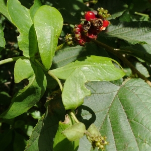 Photographie n°2103095 du taxon Lonicera periclymenum L. [1753]