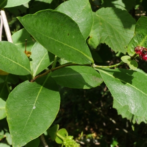 Photographie n°2103096 du taxon Lonicera periclymenum L. [1753]