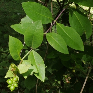 Photographie n°2103097 du taxon Lonicera periclymenum L. [1753]