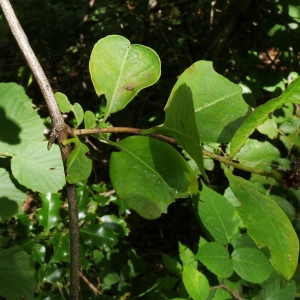 Photographie n°2103098 du taxon Lonicera periclymenum L. [1753]