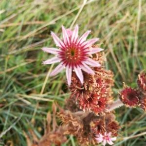 Photographie n°2103099 du taxon Sempervivum tectorum L. [1753]