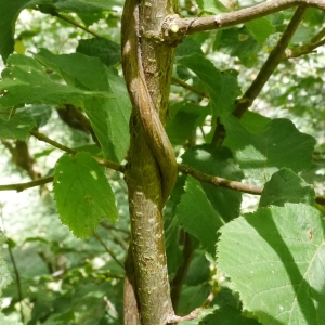 Photographie n°2103100 du taxon Lonicera periclymenum L. [1753]