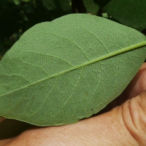 Photographie n°2103102 du taxon Lonicera periclymenum L. [1753]