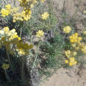 Photographie n°2103115 du taxon Helichrysum stoechas (L.) Moench [1794]