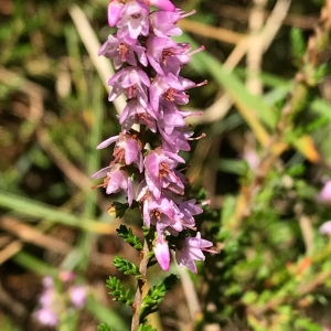 Photographie n°2103118 du taxon Calluna vulgaris (L.) Hull