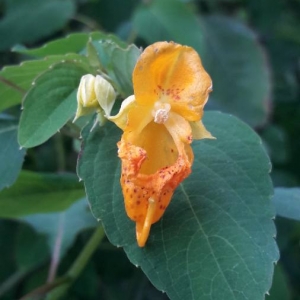 Photographie n°2103127 du taxon Impatiens capensis Meerb.