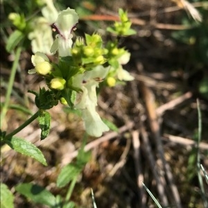 Photographie n°2103139 du taxon Stachys recta L. [1767]