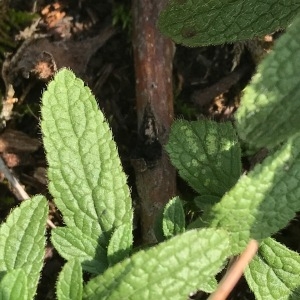 Photographie n°2103140 du taxon Stachys recta L. [1767]