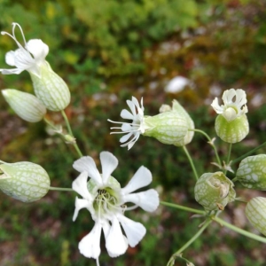 Photographie n°2103180 du taxon Silene vulgaris (Moench) Garcke [1869]