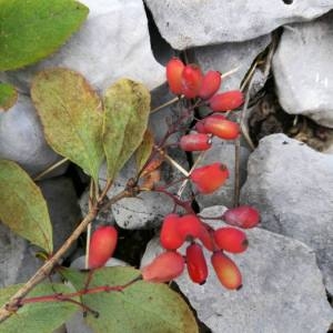 Photographie n°2103186 du taxon Berberis vulgaris L. [1753]