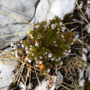 Photographie n°2103196 du taxon Euphrasia L. [1753]