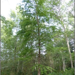 Photographie n°2103199 du taxon Taxodium distichum (L.) Rich. [1810]