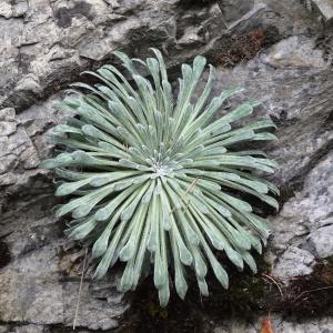 Photographie n°2103244 du taxon Saxifraga longifolia Lapeyr. [1801]