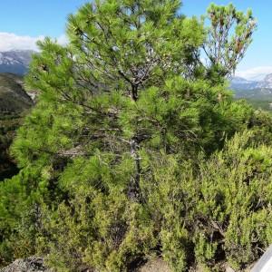 Photographie n°2103248 du taxon Pinus mugo subsp. uncinata (Ramond ex DC.) Domin [1936]