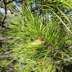 Photographie n°2103249 du taxon Pinus mugo subsp. uncinata (Ramond ex DC.) Domin [1936]