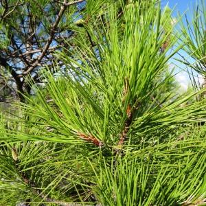Photographie n°2103250 du taxon Pinus mugo subsp. uncinata (Ramond ex DC.) Domin [1936]