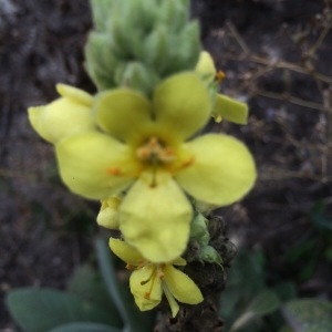 Photographie n°2103262 du taxon Verbascum thapsus L. [1753]