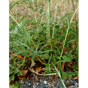 Buddleja albiflora Hemsl. (Buddléia à fleurs blanches)