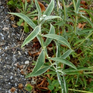  - Buddleja albiflora Hemsl. [1889]