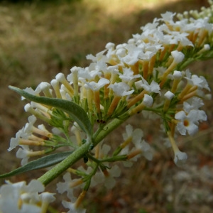  - Buddleja albiflora Hemsl. [1889]