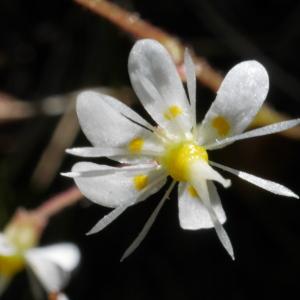  - Saxifraga cuneifolia subsp. robusta D.A.Webb [1988]