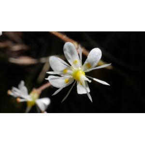 Saxifraga infundibulum Lange (Saxifrage robuste)