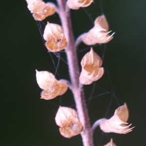 Photographie n°2103321 du taxon Teucrium scorodonia L. [1753]